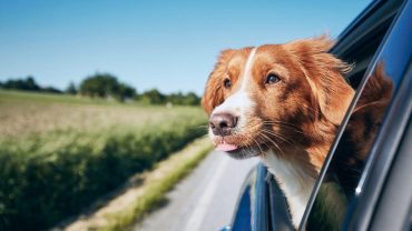 Travelling Australia With Pets: Your Guide To Taking Your Pet On The Big Lap