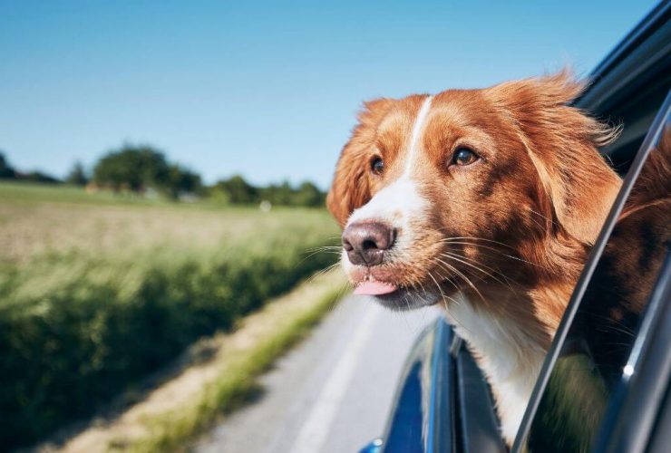 Travelling Australia With Pets: Your Guide To Taking Your Pet On The Big Lap