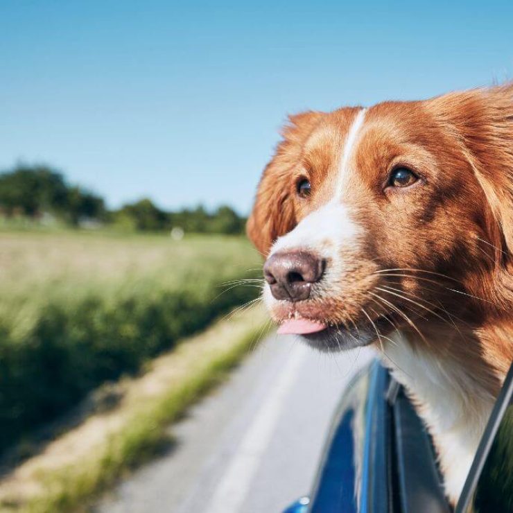 Travelling Australia With Pets: Your Guide To Taking Your Pet On The Big Lap