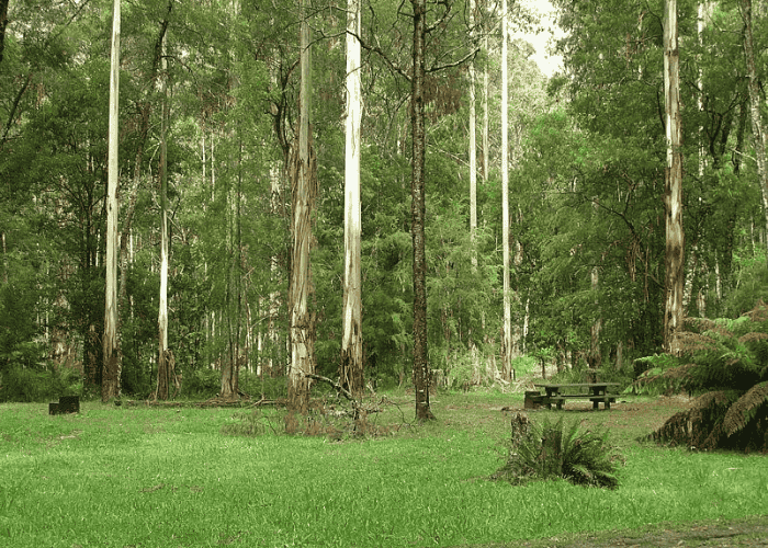 Ada River Camping Area, Errinundra National Park