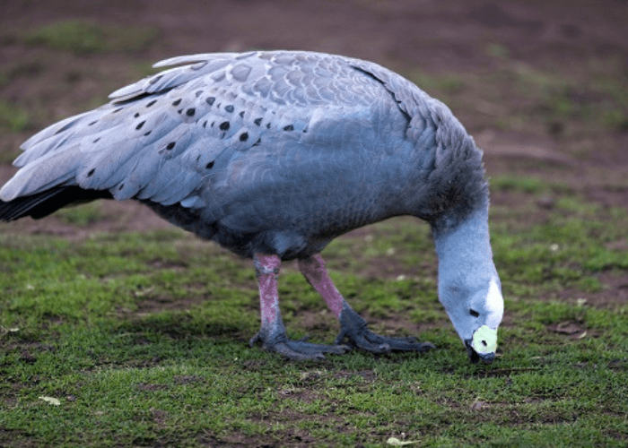 Bonorong Wildlife Sanctuary