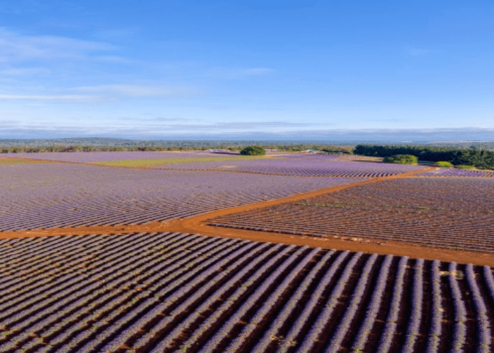 Bridestowe Lavender Estate
