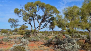 Every Free Camp You Need To Know About in South Australia