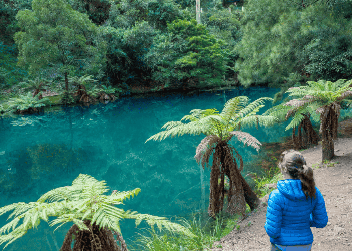 Jenolan State Forest, Jenolan