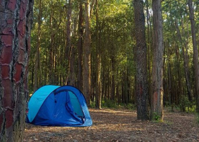 Newnes Campground, Wollemi National Park