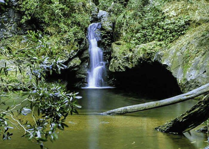 Tapin Tops National Park, Dingo Forest