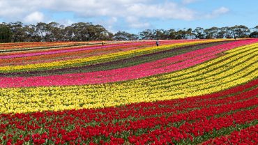 Top Things To Do In Tasmania (Free & Paid)