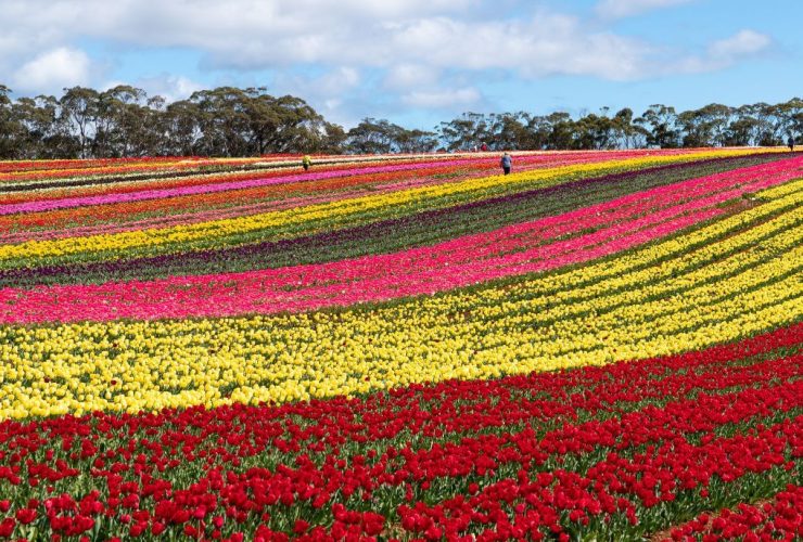 Top Things To Do In Tasmania (Free & Paid)