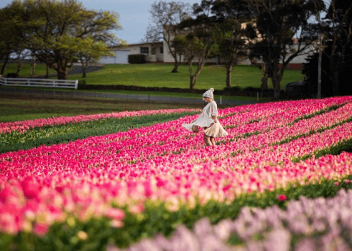Tulip Farm, Table Cape