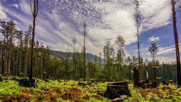 6 Incredible Yarra Valley and Dandenongs Experiences To Have On Your Big Lap
