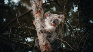 7 Incredible Townsville and Cassowary Coast Experiences To Have On Your Big Lap
