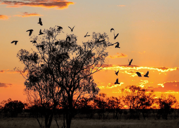 Camooweal Billabong Camooweal Billabong