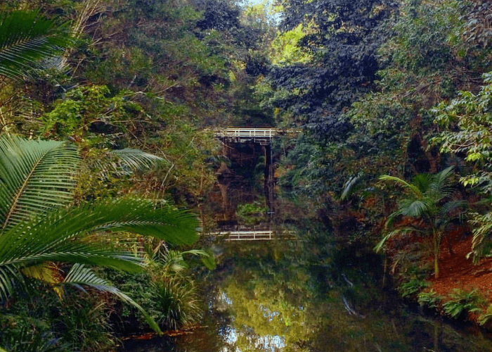 Petrie Park