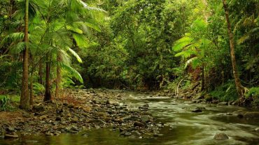 Top 3 Rainforests In Queensland