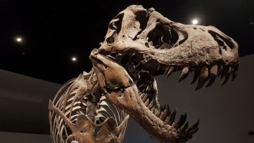 Time Travel To The Dinosaur Age In Outback Queensland