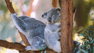 10 Best Zoos & Wildlife Centres To Visit On Your Big Lap