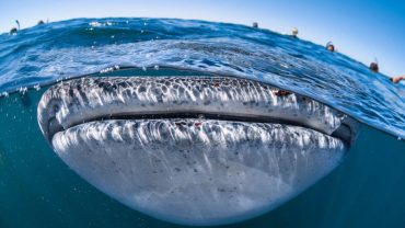 Why You Have To Try Swimming With Whale Sharks On The Ningaloo Reef