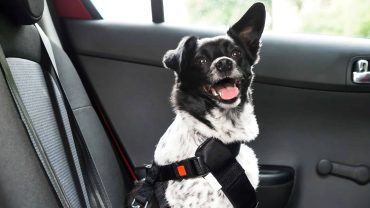 Dog in car seat harness for travel safety, sitting happily in vehicle.