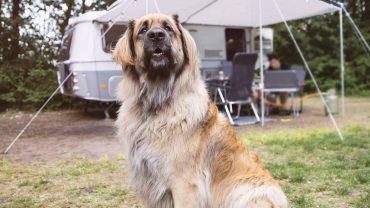 Dog sitting outside caravan during camping trip.