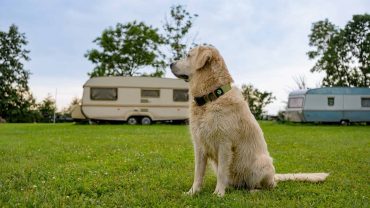 Dog sitting on grass near caravans in a camping area.