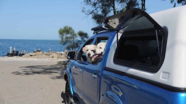 Dog-friendly campervan with dogs looking out the window.