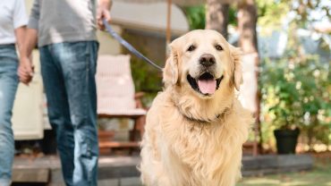 Golden Retriever on a walk in a sunny backyard with two people in the background.