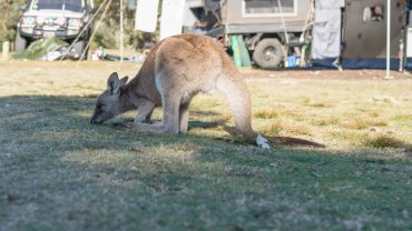 Kangaroo grazing on grass at a campsite with caravans and tents in the background.